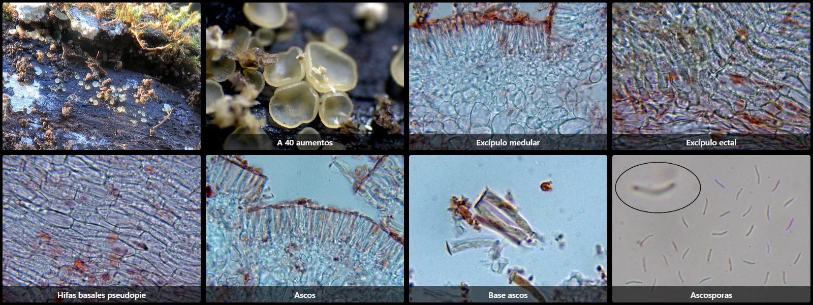 Hyalorbilia fagi