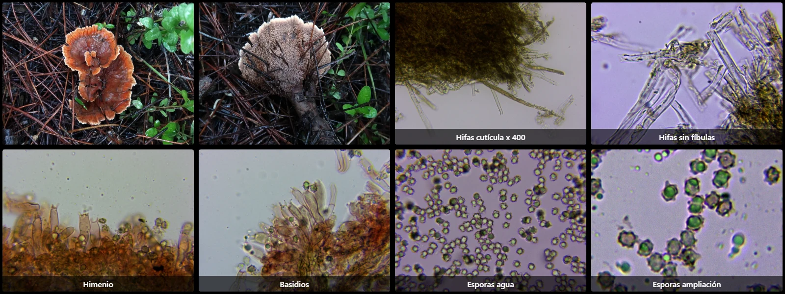 Hydnellum concrescens