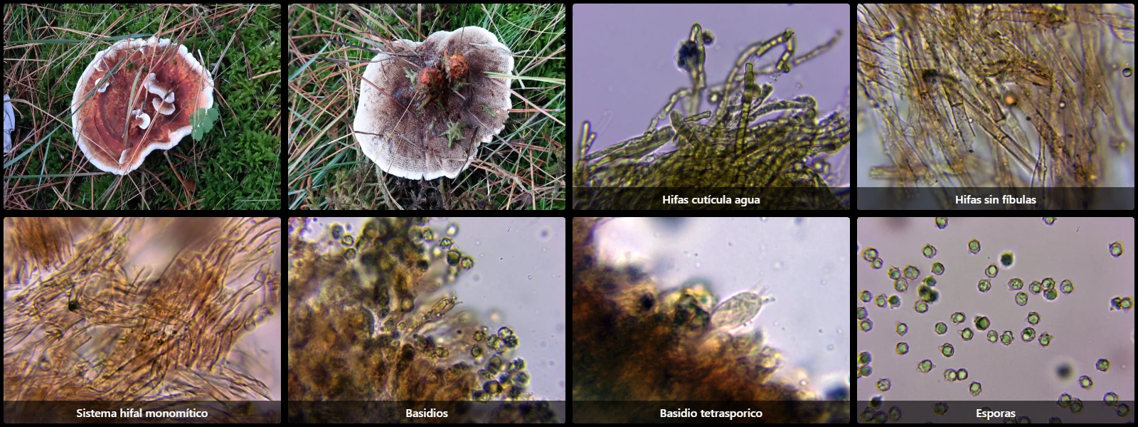 Hydnellum scrobiculatum