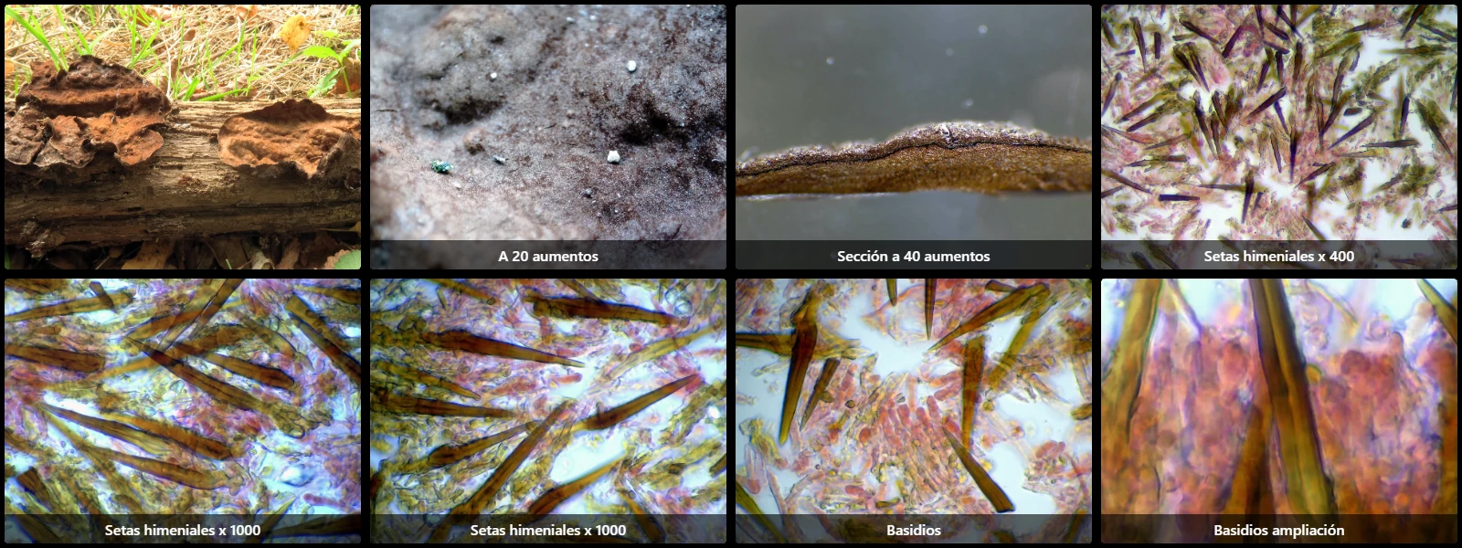 Hydnoporia tabacina