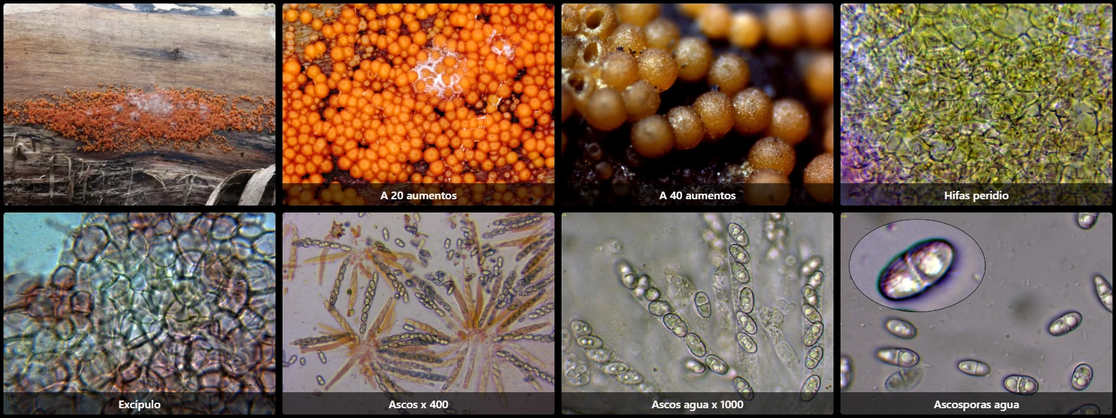 Hydropisphaera peziza
