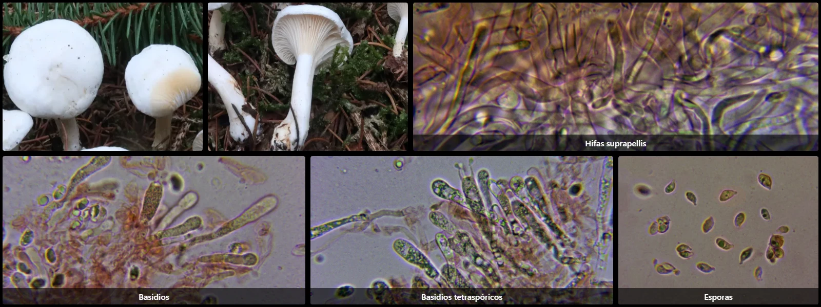 Hygrophorocybe nivea