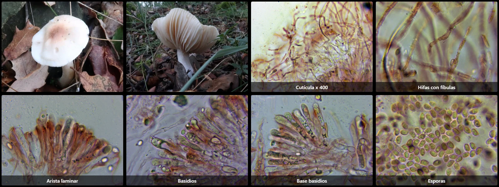 Hygrophorus leucophaeo-ilicis