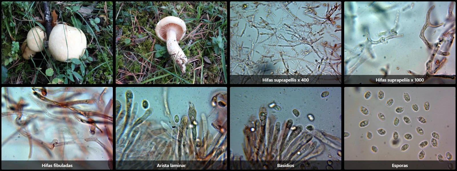 Hygrophorus ligatus
