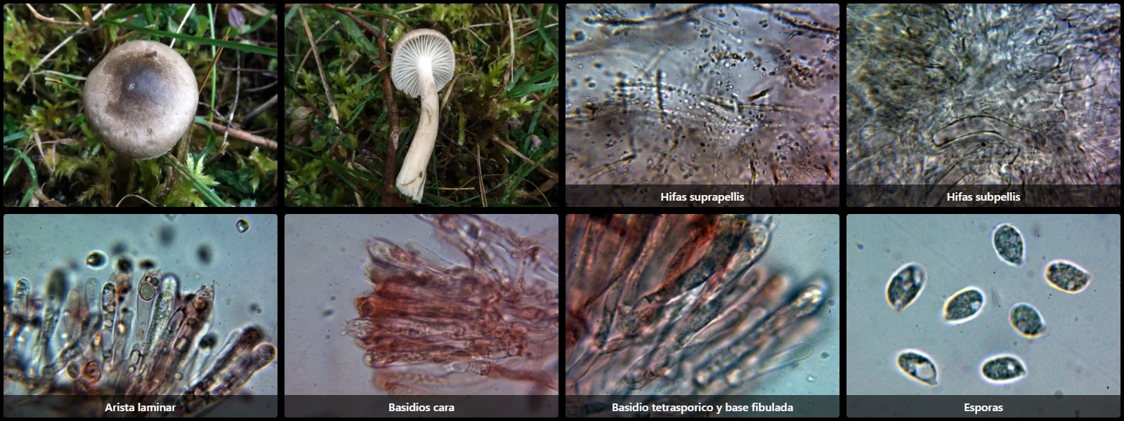 Hygrophorus olivaceoalbus