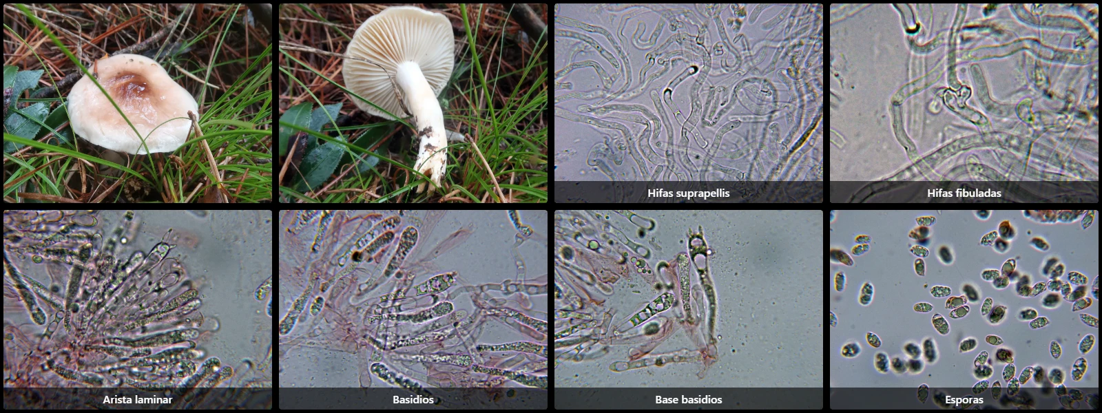 Hygrophorus roseodiscoideus