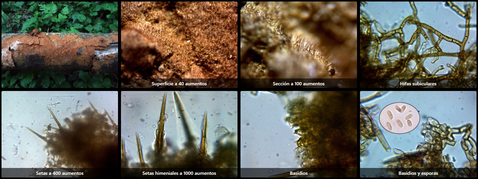 Hymenochaete cinnamomea