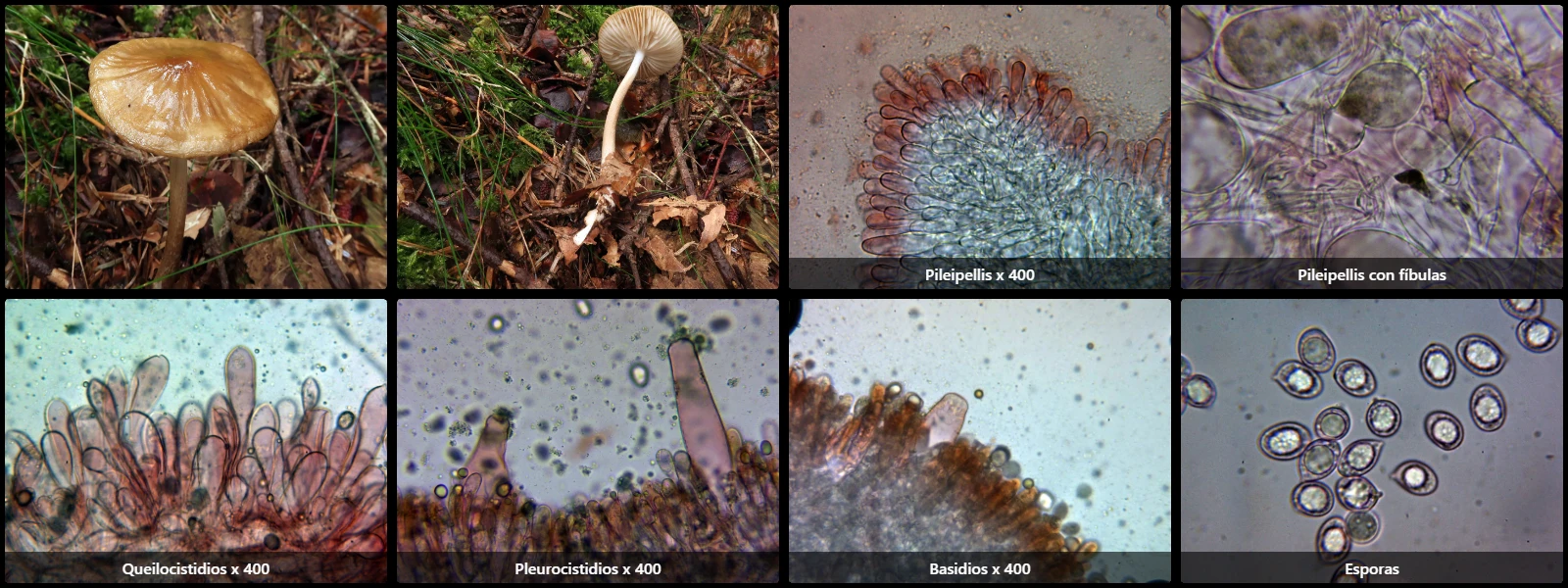 Hymenopellis radicata