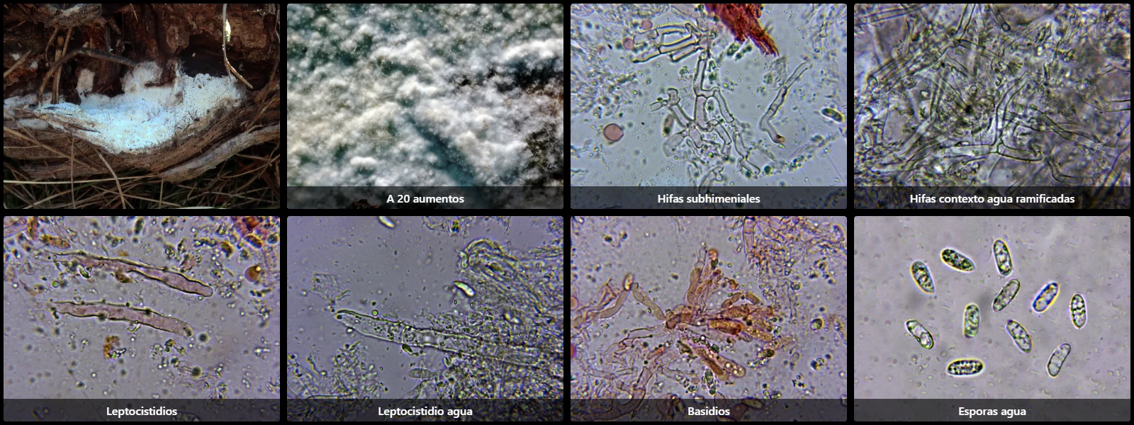 Hyphoderma litschaueri