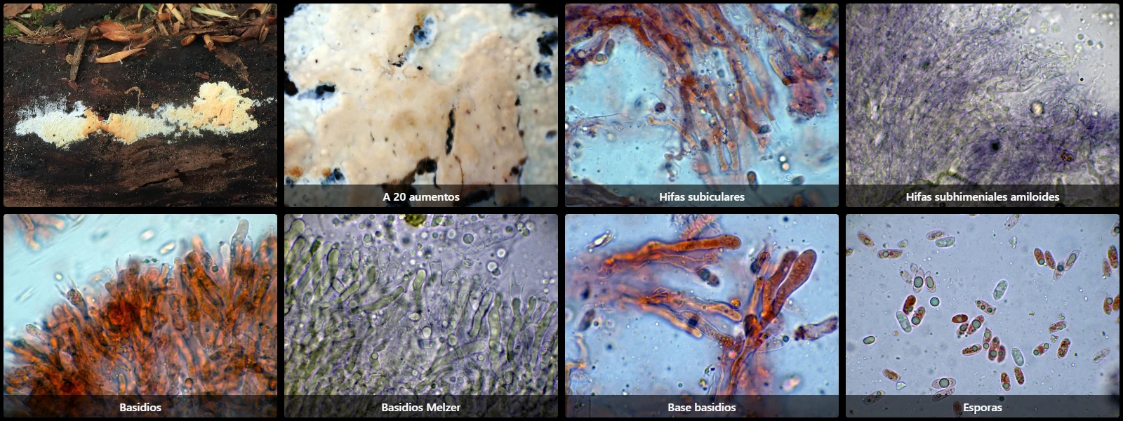 Hyphoderma roseocremeum