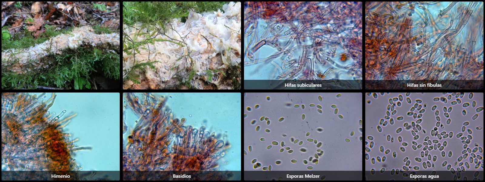 Hyphodermella rosae