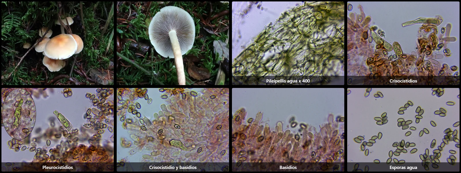 Hypholoma capnoides
