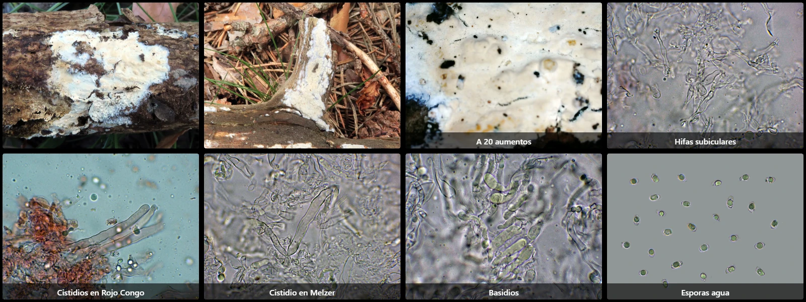 Microscopía de Hypochnicium geogenium