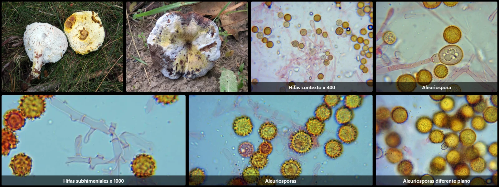 Hypomyces chrysospermus