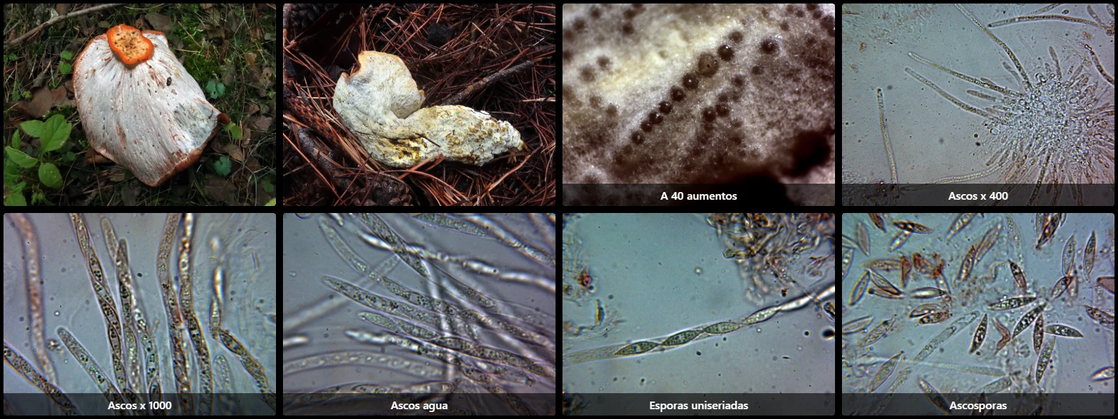 Hypomyces lateritius