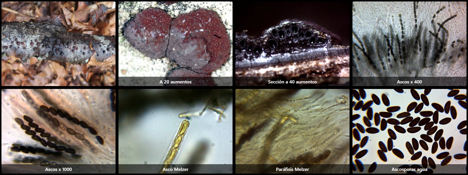 Hypoxylon fragiforme