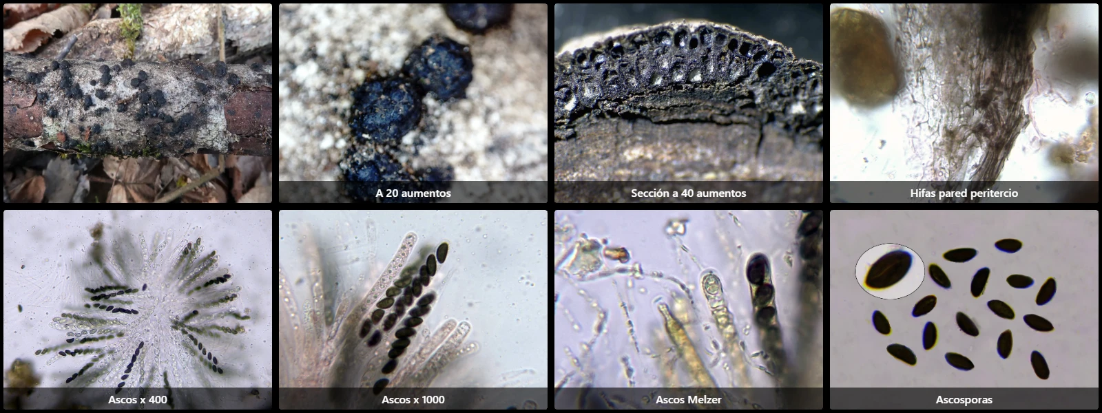 Hypoxylon fuscum