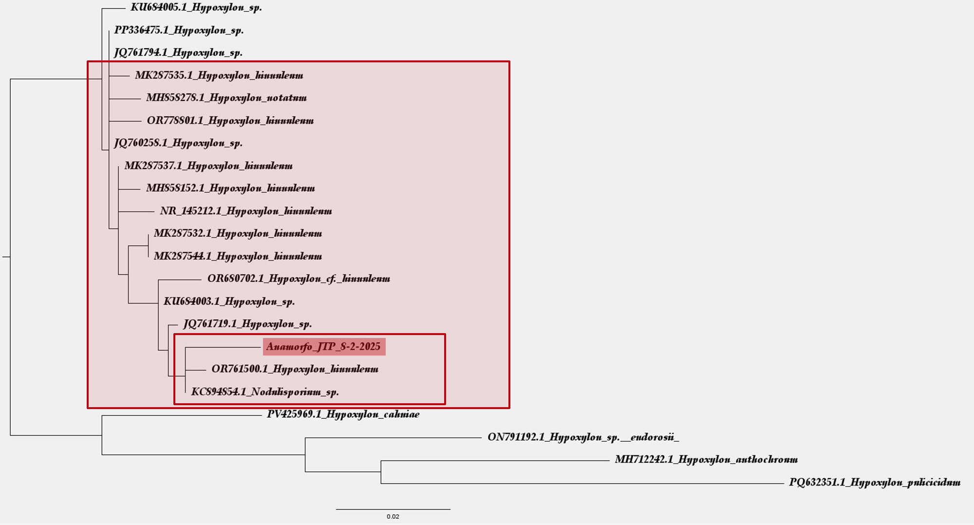 Arbol filogenético.JPG