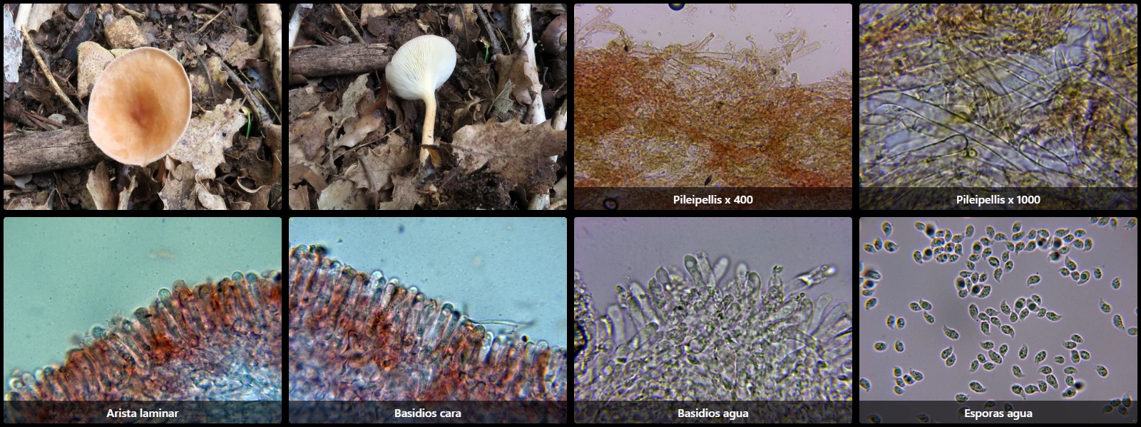 Infundibulicybe gibba