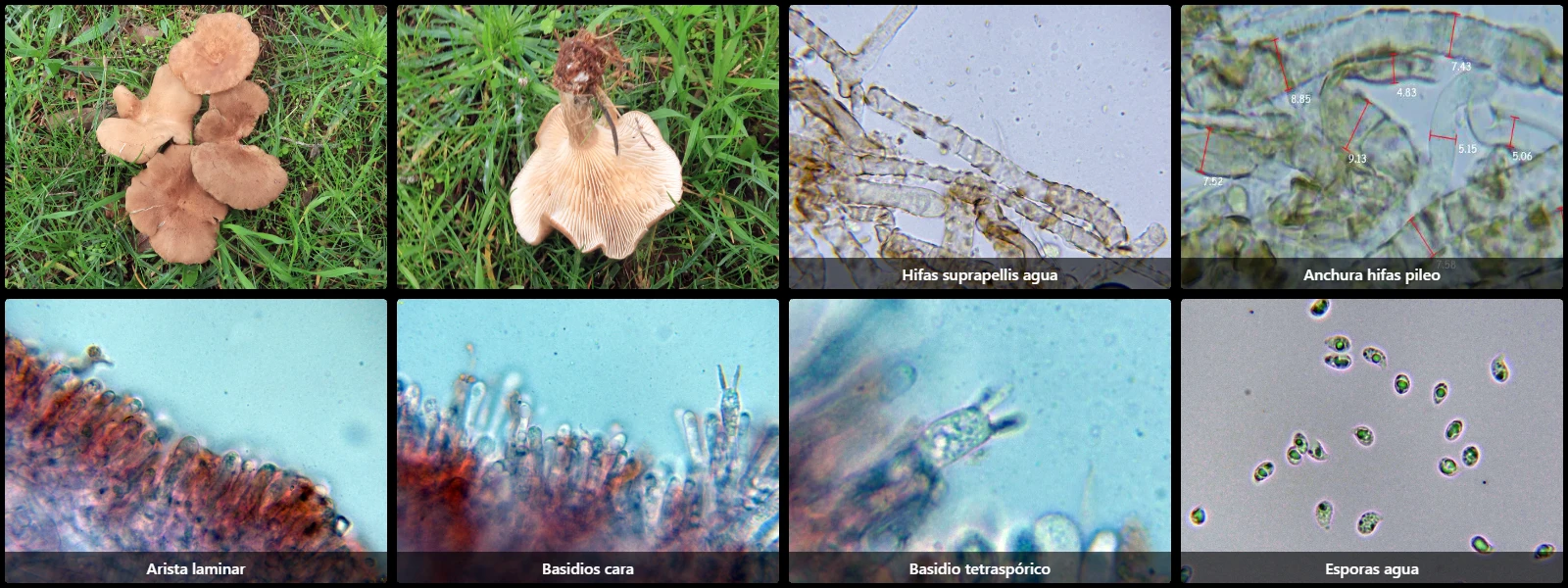 Infundibulicybe squamulosa