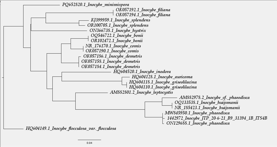 Arbol filogenetico.JPG