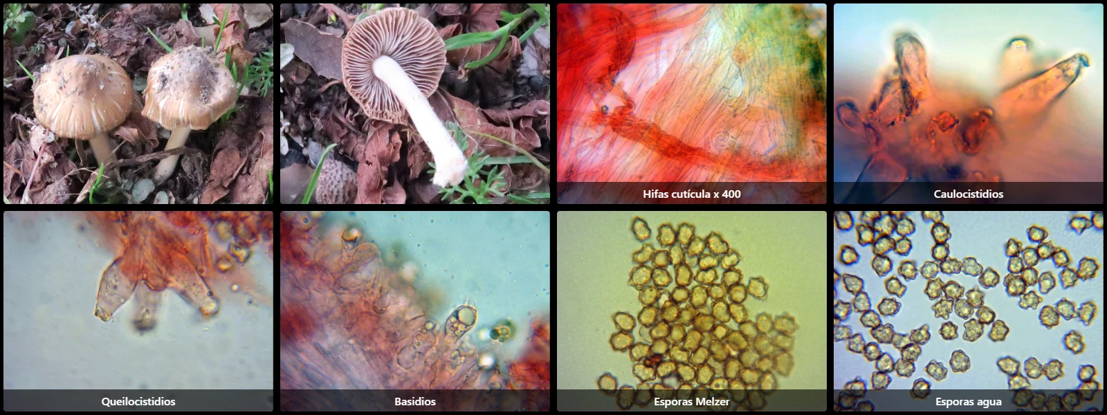 Inocybe praetervisa