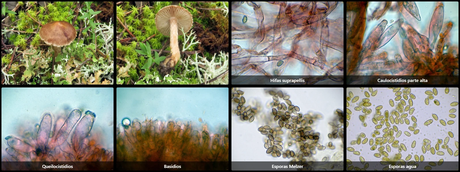 Inocybe romana