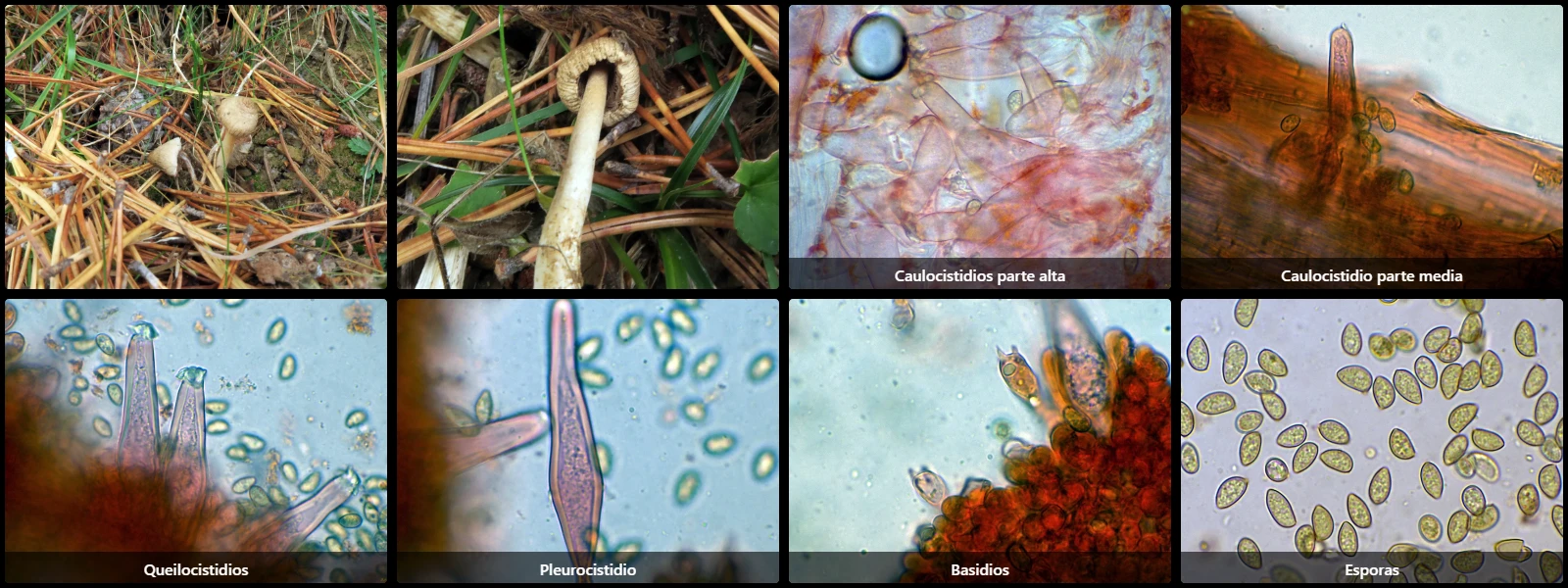 Microscopía de Inocybe sindonia