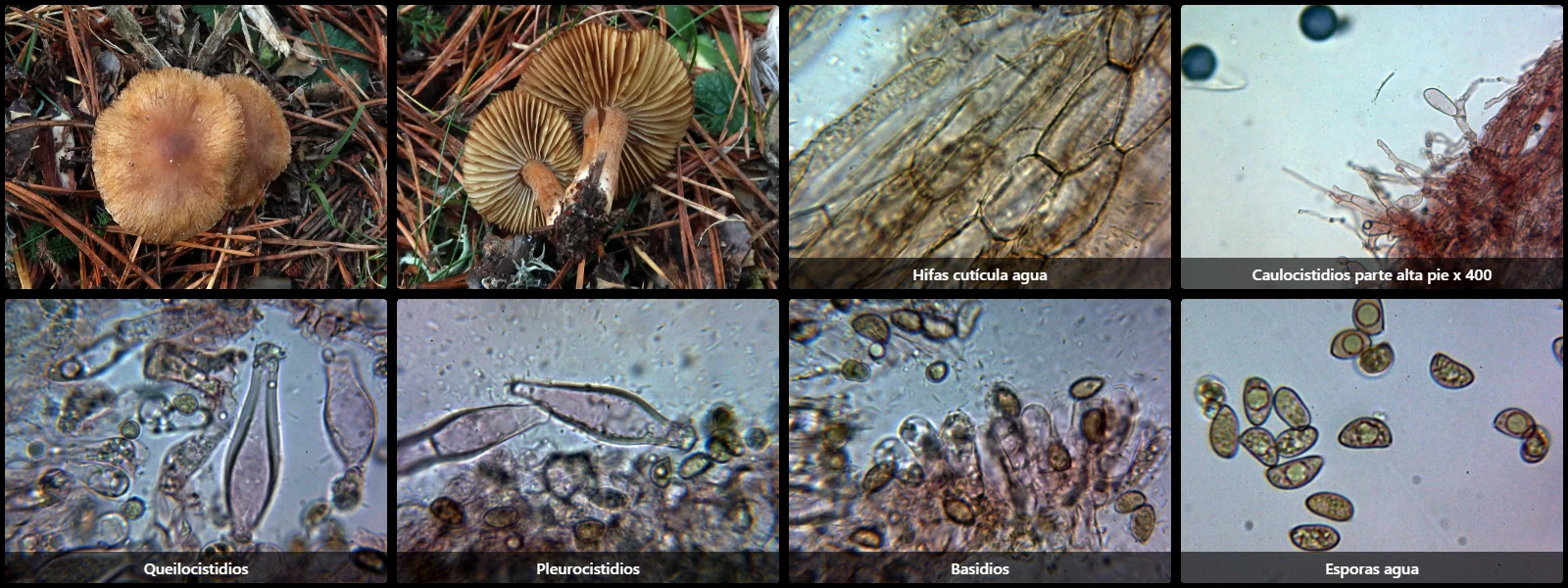 Inocybe splendens