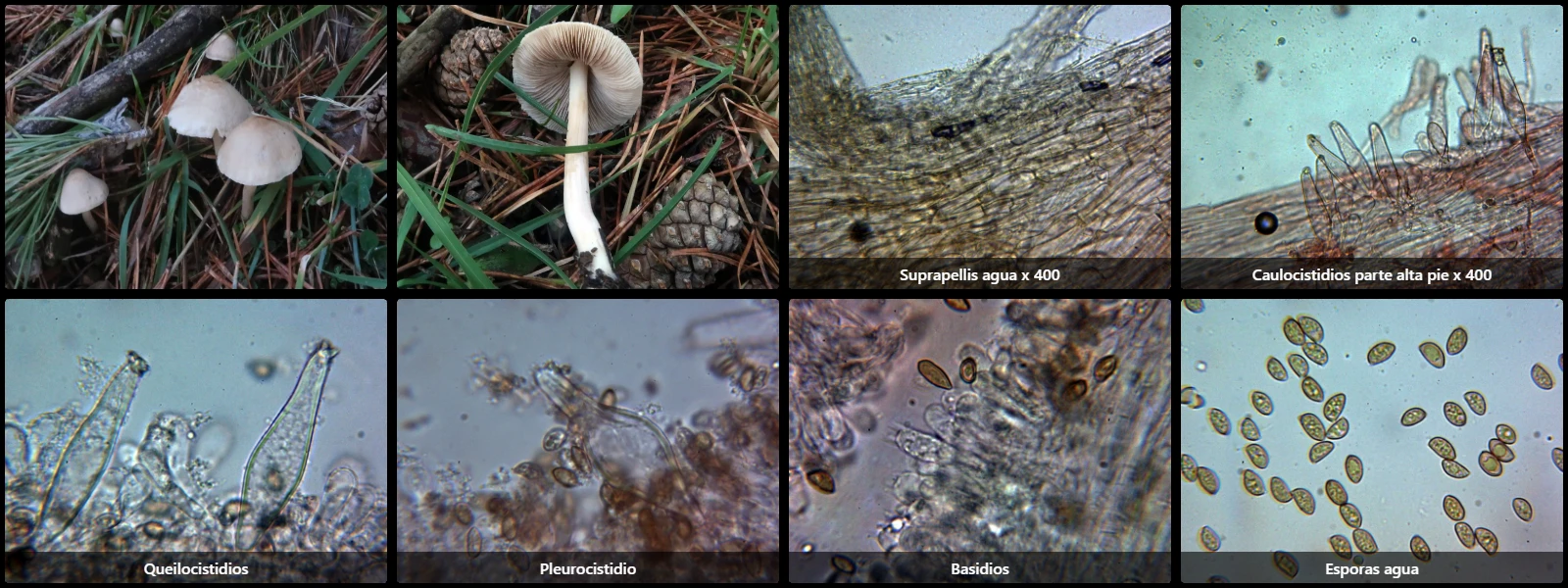Inocybe subnudipes