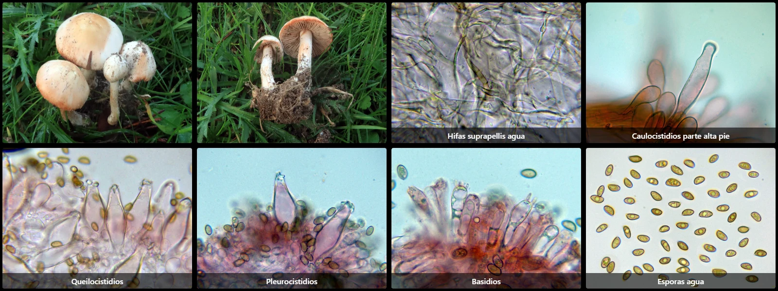 Inocybe whitei