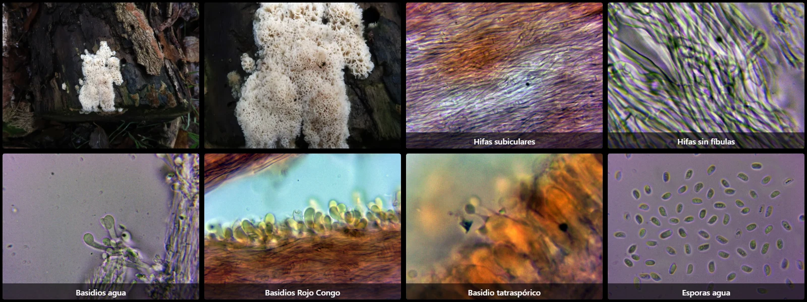Microscopía de Irpex latemarginatus