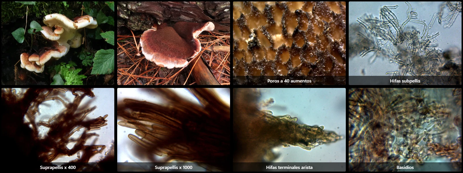 Ischnoderma benzoinum