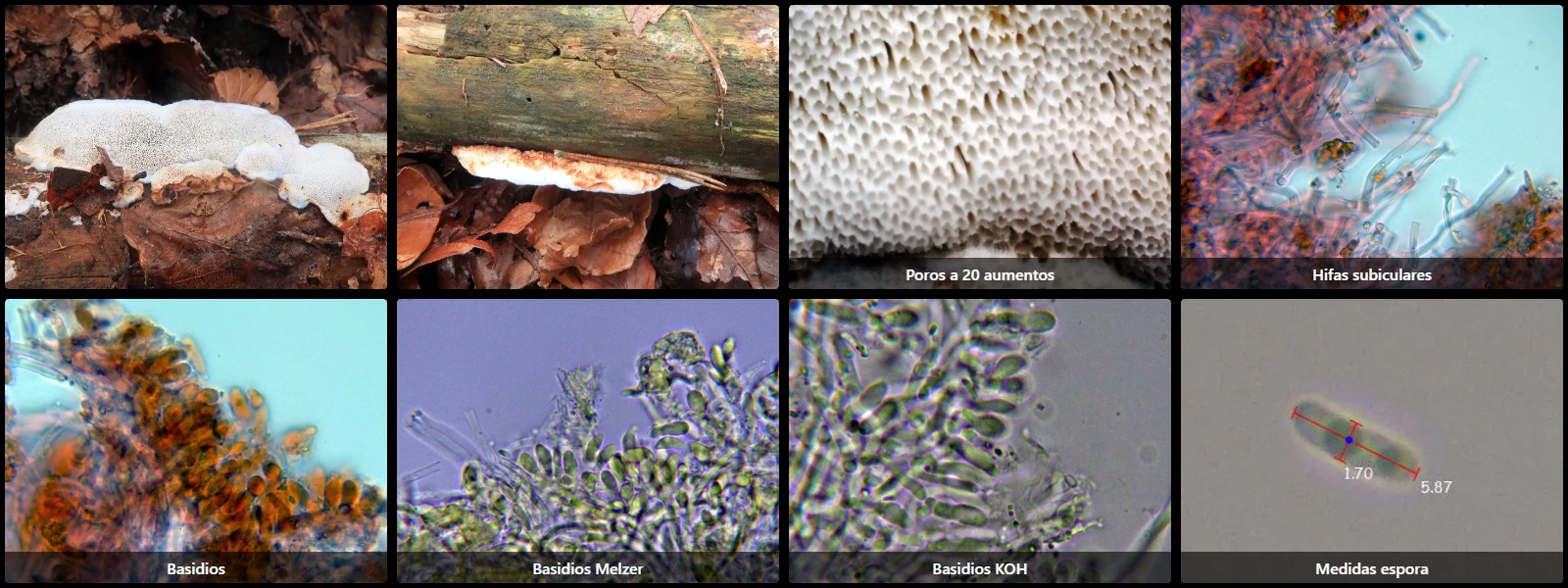 Ischnoderma resinosum