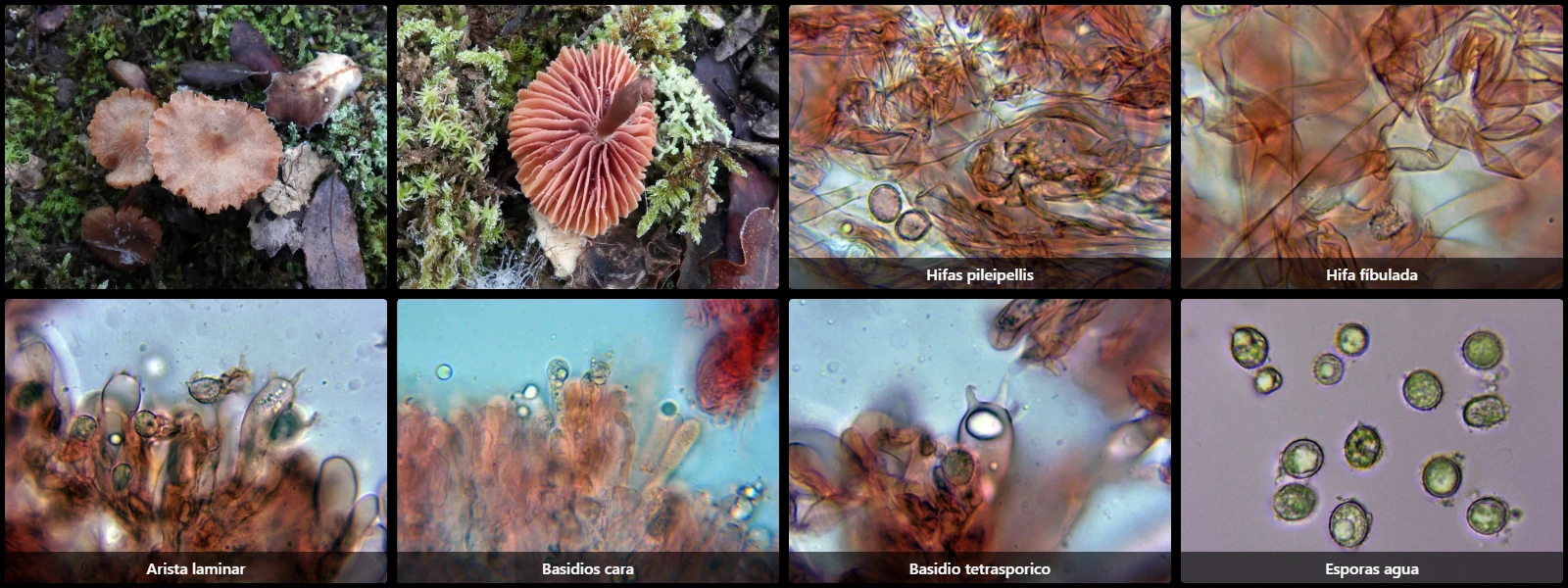 Microscopía de Laccaria proxima