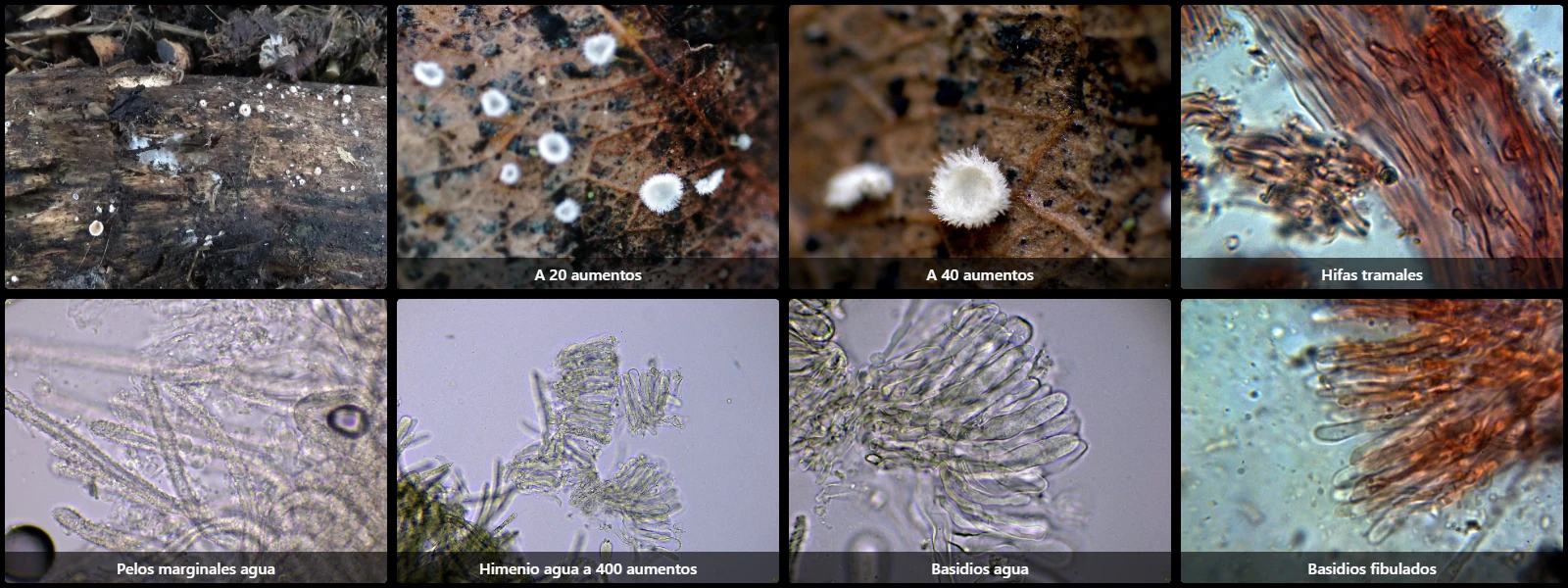 Microscopía de Lachnella villosa