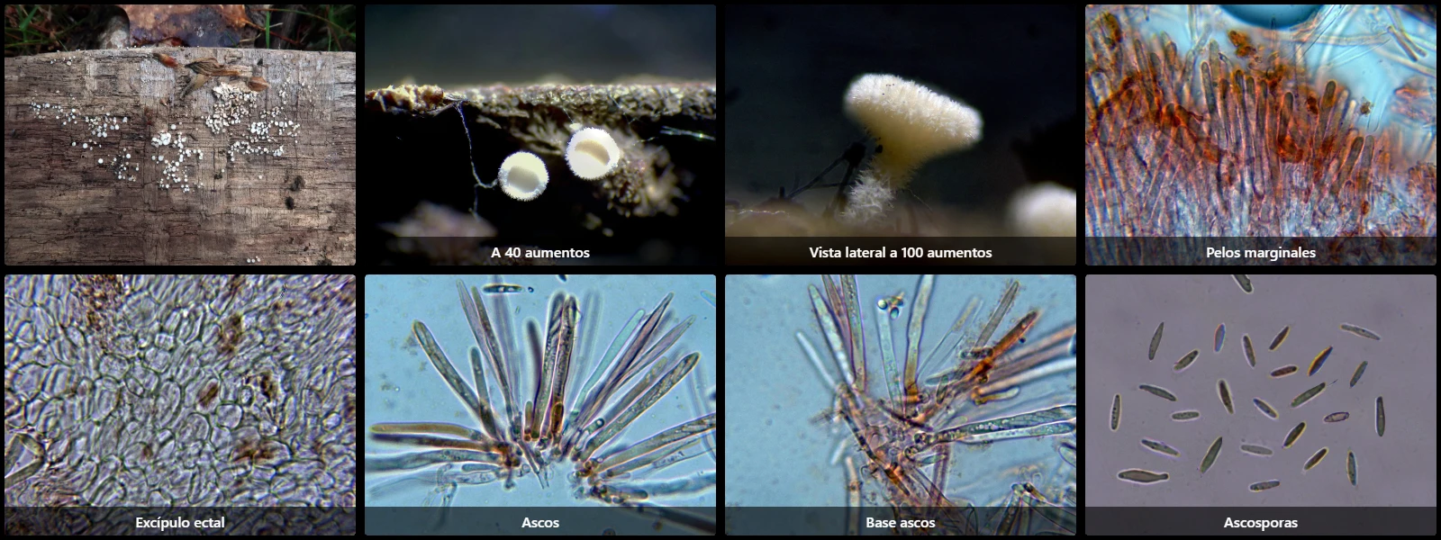 Lachnum virgineum