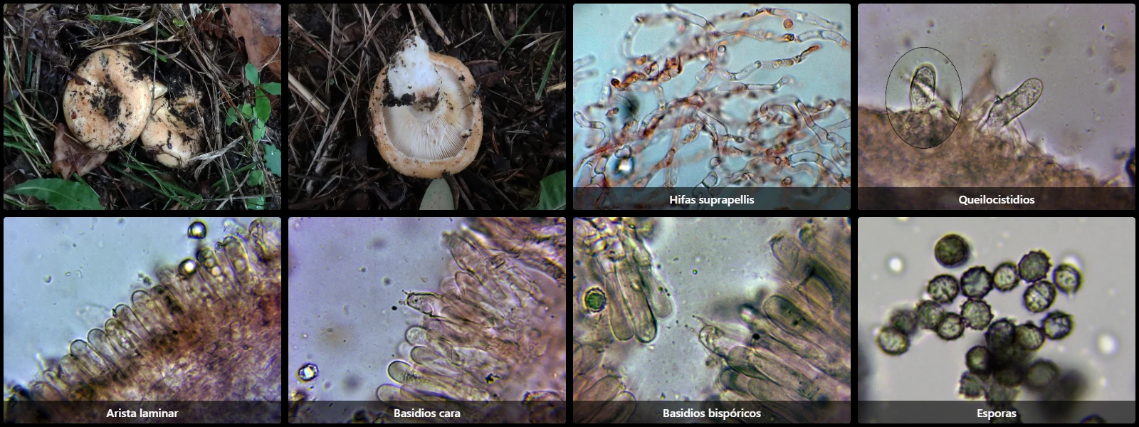 Microscopía de Lactarius acerrimus