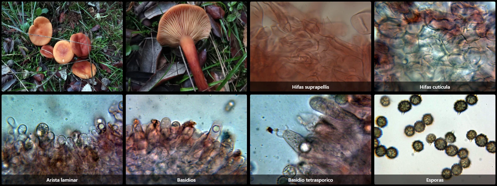 Microscopía de Lactarius atlanticus