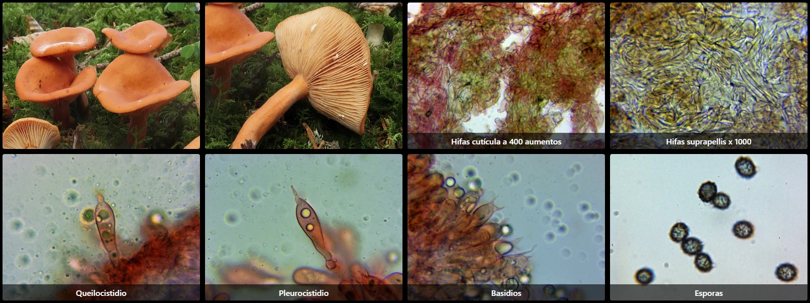Microscopía de Lactarius aurantiacus