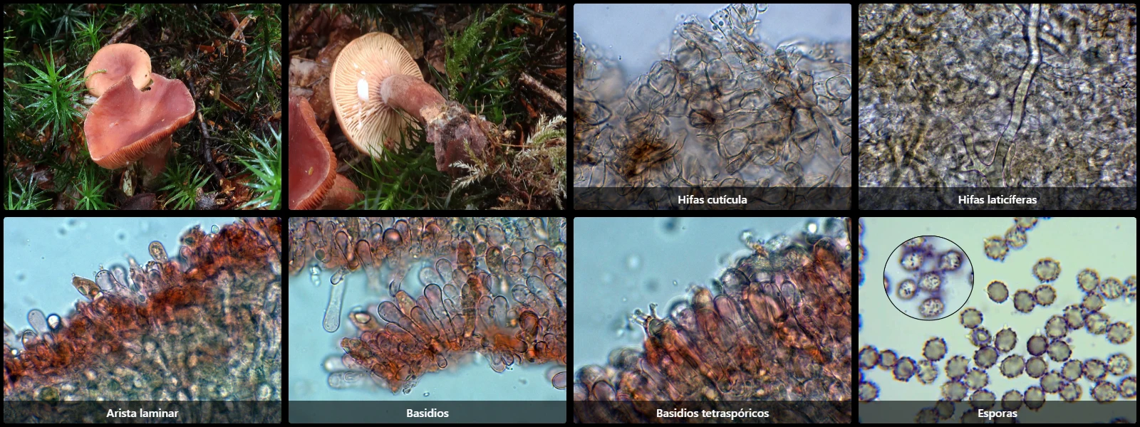 Microscopía de Lactarius camphoratus