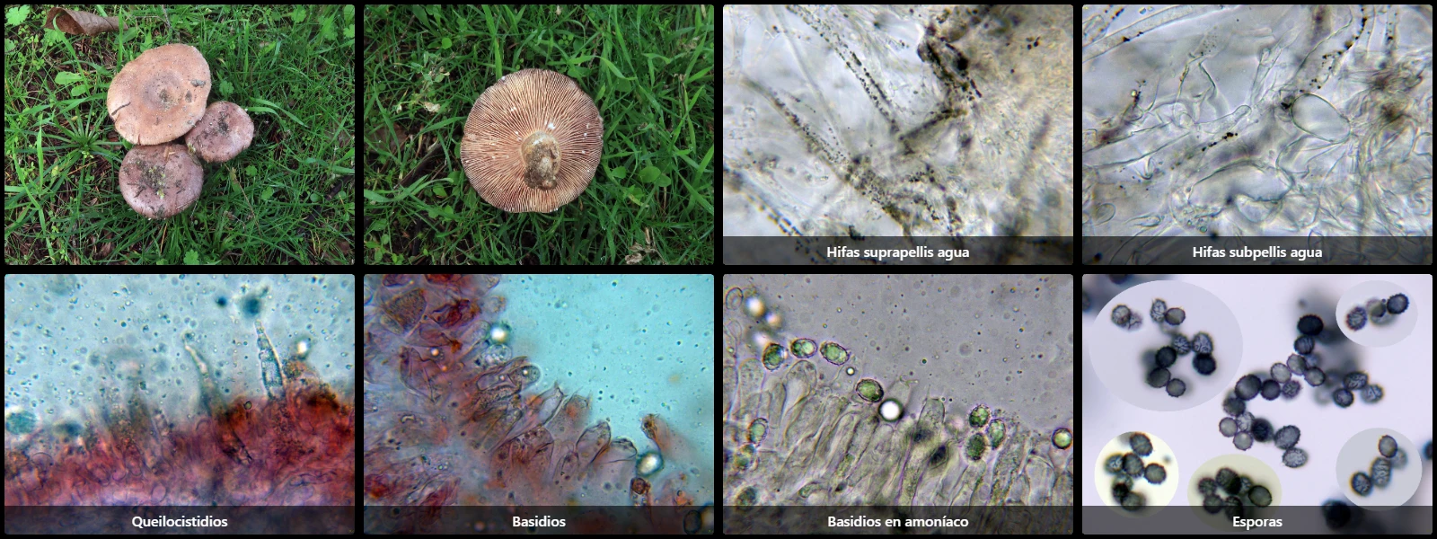 Microscopía de Lactarius cistophilus