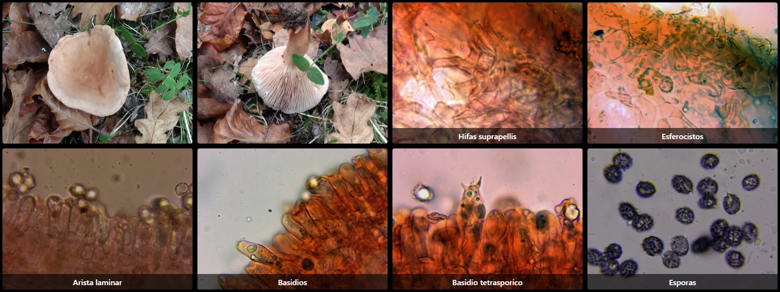 Lactarius decipiens