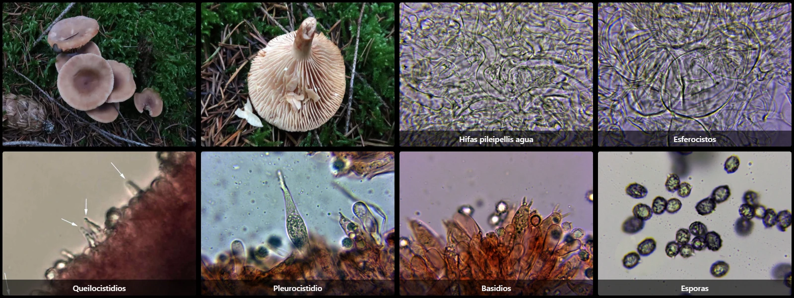 Lactarius hepaticus