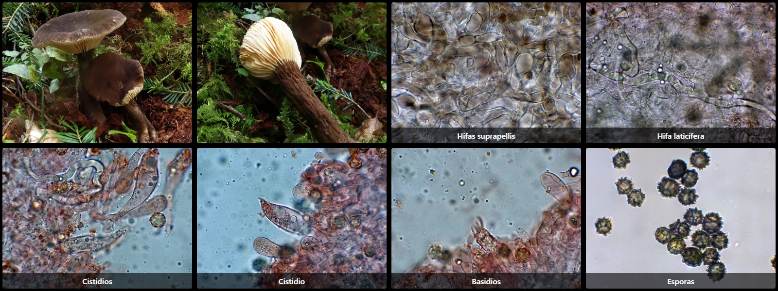 Lactarius lignyotus