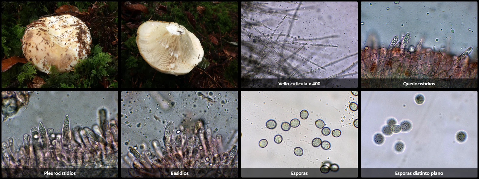 Microscopía de Lactifluus vellereus
