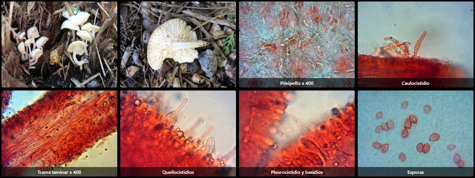 Microscopía de Lactocollybia cycadicola
