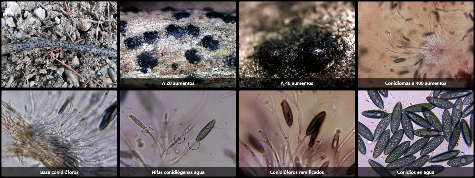 Lamproconium desmazieri