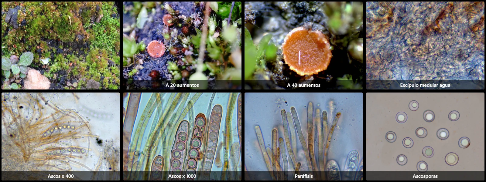 Lamprospora carbonicola