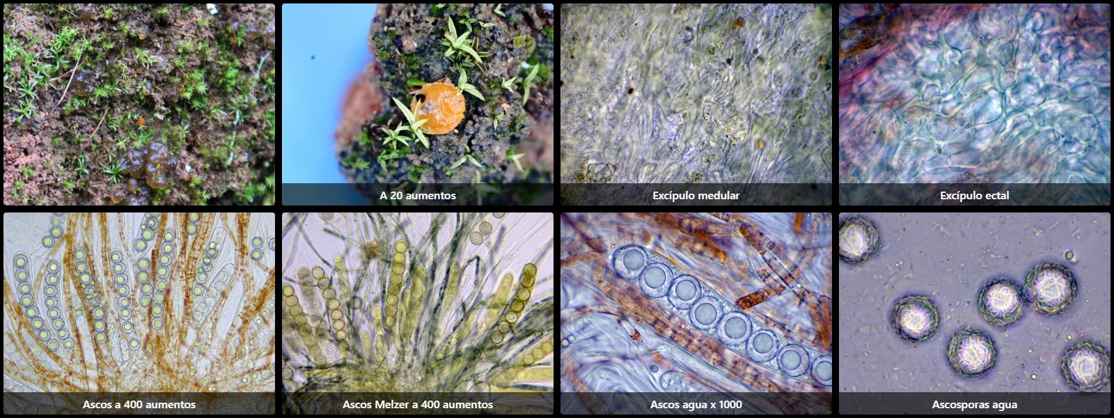Lamprospora hispanica
